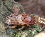 tesařík (Brouci), Pogonocherus hispidus, Cerambycidae, Pogonocherini (Coleoptera)